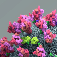 Coronavirus Variants - What They Mean