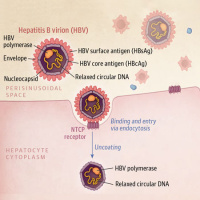 USPSTF Recommendation: Screening for Hepatitis B Virus Infection in Adolescents and Adults