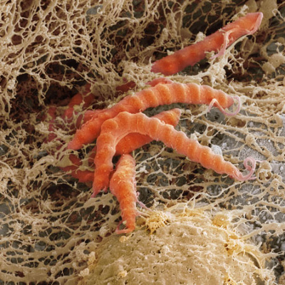 Jama Author Interviews: Covering Research In Medicine, Science,  Clinical Practice. For Physicians, Researchers,  Clinician