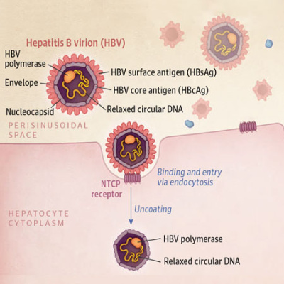 Jama Author Interviews: Covering Research In Medicine, Science,  Clinical Practice. For Physicians, Researchers,  Clinician