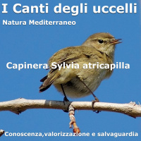 Capinera Sylvia atricapilla