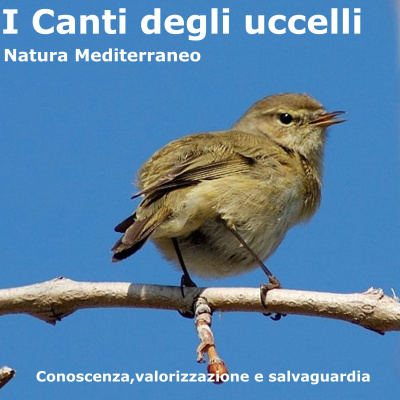 Canti Degli Uccelli - Natura Mediterraneo