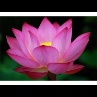 Rebuild Your Brain Cells! And - A Moms Tale of Finding a New Life