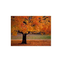 This is your brain on grain....