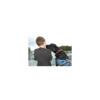 Dogs that Heal, Food for the Soul, and Loving the Fat Guy.