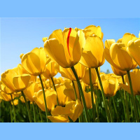 How to Be Happy. Lessons Ive learned from a lifetime on the radio.