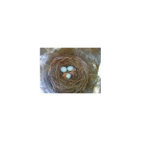 Countrys New Girl - A Kid with Heart - and - Laughing with Paula Poundstone.