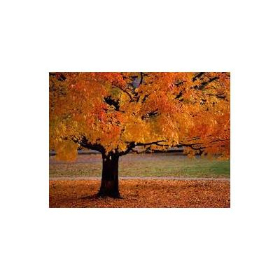 SHINE ON - THE HEALTH AND HAPPINESS SHOW