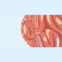 333. Obturator Hernias