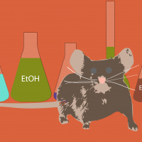 Alcohol and the Fetal Brain with Dr. Rajesh Miranda