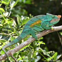 123: The Cristifer Parsons Chameleon with Aaron Allred