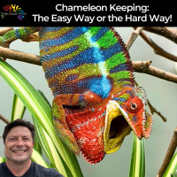 Chameleon Keeping: Do you want the easy way or the hard way?
