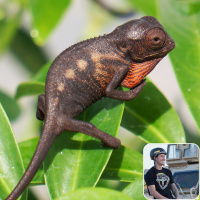 Ep 47: First Time Chameleon Breeding with Anthony Napoliton