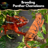 Breeding Panther Chameleons