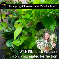 Keeping Chameleon Plants Alive with Elizabeth Vasquez