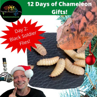 Chameleon Gift Giving, Day 2: Black Soldier Fly Larva