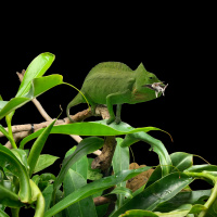 Allen Repashy and Reptile Supplementation