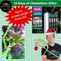 Chameleon Gift Giving - Day 8 Arcadia Jungle Dawn LED Bar