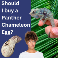 Should I Buy a Panther Chameleon Egg?