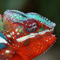 Ep 66: Eye Health in Chameleons with Dr. Rob Coke