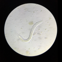 Ep 19: Chameleon Quarantine