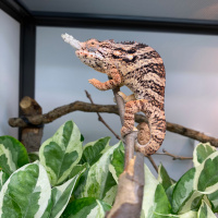 Analyzing vitamin D3 levels in supplements