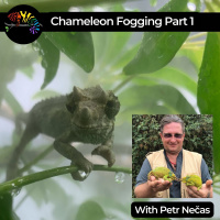 Fogging Chameleons with Petr Necas Part 1