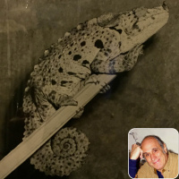 Ep 34: History of Modern Chameleon Husbandry with Philippe De Vosjoli