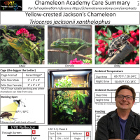 Chameleon Caresheets