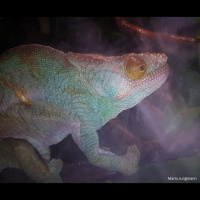 110: Fogging  Airflow with Mario Jungmann