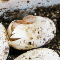 Ep 77: Incubating Chameleon Eggs with Carl Cattau