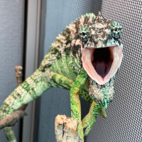 Discussion on Chameleon Behavior