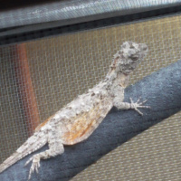 The Draco Flying Dragon with Charles Mcallister