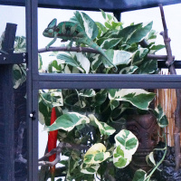 Ep 39: Mounting Plants in your Chameleon Cage