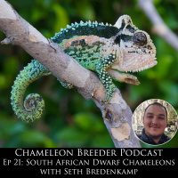 Ep 21: South African Dwarf Chameleons