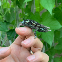 Chameleon Health Points