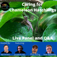 Caring for Chameleon Hatchlings Panel Discussion