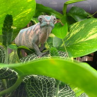 129: Lighting  Supplementation with John Courteney-Smith MRSB