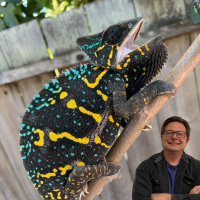 What a Gaping Chameleon Means