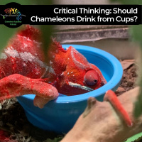 Should Chameleons Drink From Water Cups?