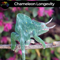Giving Your Chameleon a Long Life