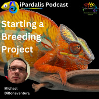 Starting a Panther Chameleon Breeding Project