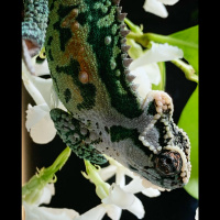 119 Do Chameleons Make Good Pets?