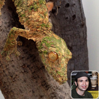 Ep 35: Uroplatus Leaf-Tailed Geckos!