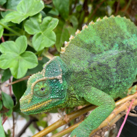 The Jacksons Chameleon Pregnancy