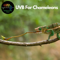 UVB for Chameleons