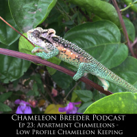 Ep 23: Apartment Chameleons  Low Profile Chameleon Keeping