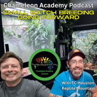 Origin and Future of Small Batch Breeding in the Chameleon Community