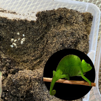 Creating a Chameleon Egg Laying Bin