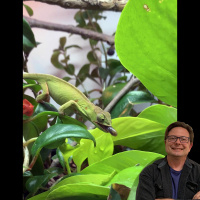 Chameleon Eating Habits